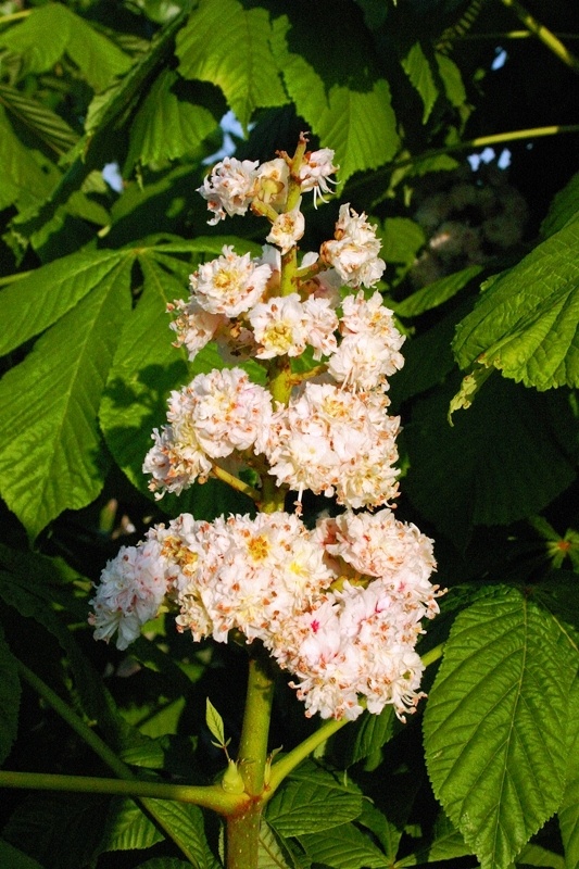 Aesculus hippocastanum At kestanesi çiçeği